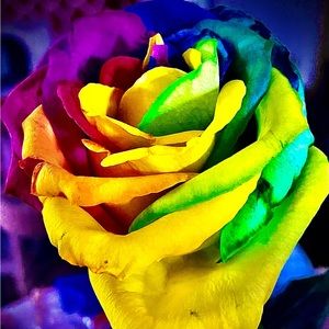 Meet your Posher, Ann